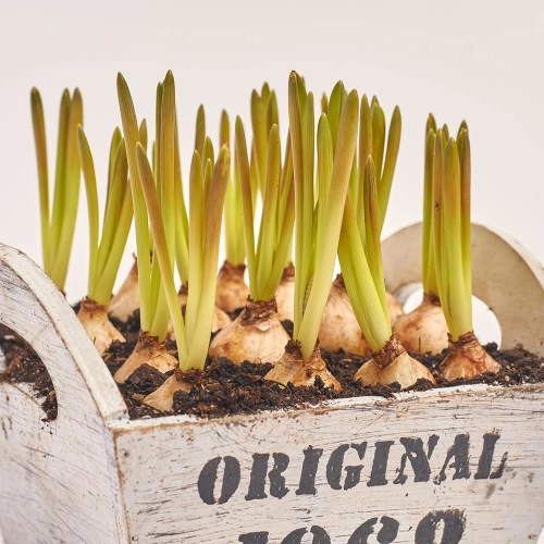 Мускарі в дерев'яному горщ., артикул: 43949 Зображення товару Мускарі в дерев'яному горщ., артикул: 43949