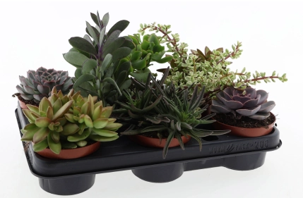 Зображення товару Сукулент мікс, артикул: 57015