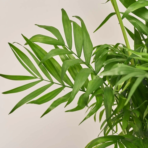 Хамедорея Елеганс, артикул: 54299 Зображення товару Хамедорея Елеганс, артикул: 54299