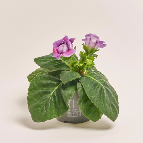 Зображення товару Глоксинія Соната мікс, артикул: 24651