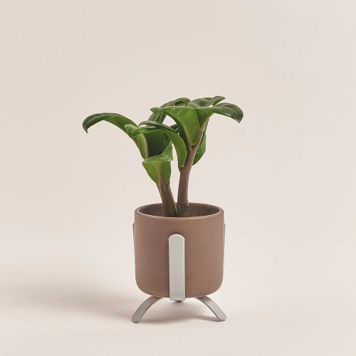 Заміокулькас Зензі "Лука" в кер., артикул: 49477 Зображення товару Заміокулькас Зензі "Лука" в кер., артикул: 49477