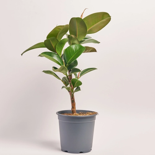 Фікус ел Хлоя 1ст., артикул: 46632 Зображення товару Фікус ел Хлоя 1ст., артикул: 46632