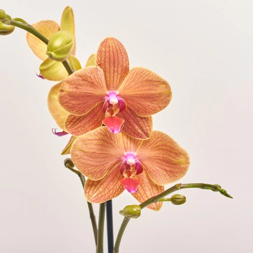 Зображення товару Фаленопсис 1ст. мікс, артикул: 17941