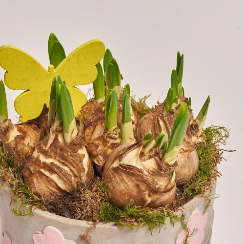 Нарцис мікс в кер., артикул: 43896 Зображення товару Нарцис мікс в кер., артикул: 43896