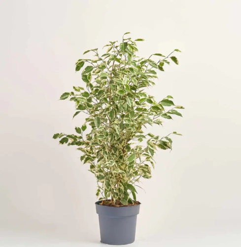 Фікус бе Твайлайт, артикул: 1433 Зображення товару Фікус бе Твайлайт, артикул: 1433