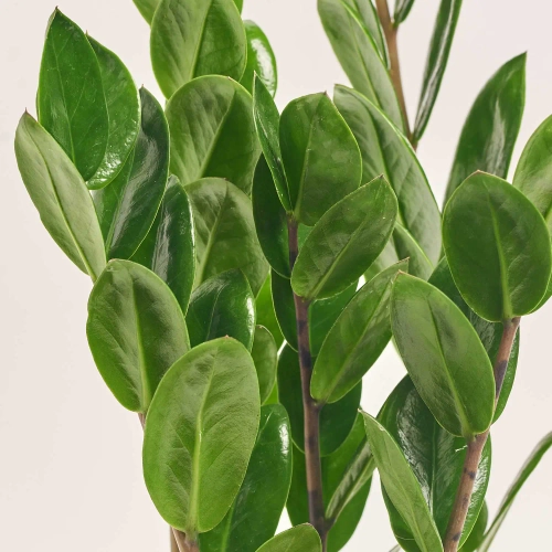 Зображення товару Заміокулькас Ліма 5ст., артикул: 57468