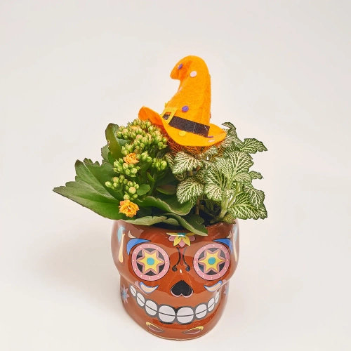 Зображення товару Каланхоє "Хелловін" мікс в кер., артикул: 52839