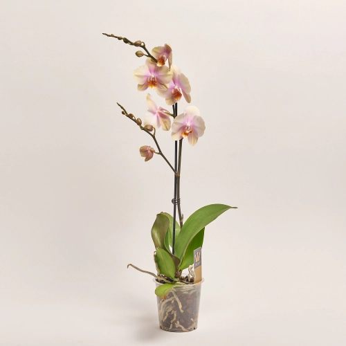 Зображення товару Фаленопсис 1ст. мікс, артикул: 17941