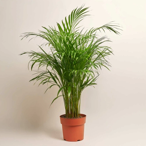 Дипсіс Лутесценс, артикул: 38523 Зображення товару Дипсіс Лутесценс, артикул: 38523