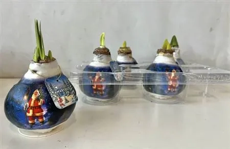 Амариліс Санта принт у воску, артикул: 54185 Зображення товару Амариліс Санта принт у воску, артикул: 54185