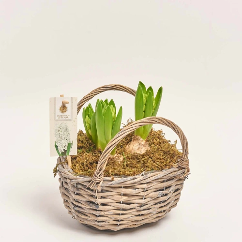 Зображення товару Гіацинт мікс у плет. кошику, артикул: 55889