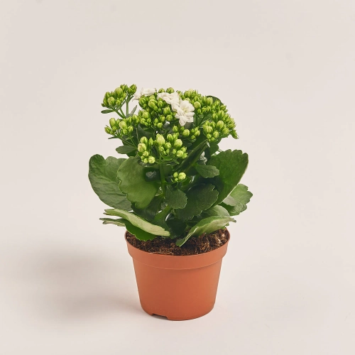 Зображення товару Каланхоє мікс, артикул: 1246