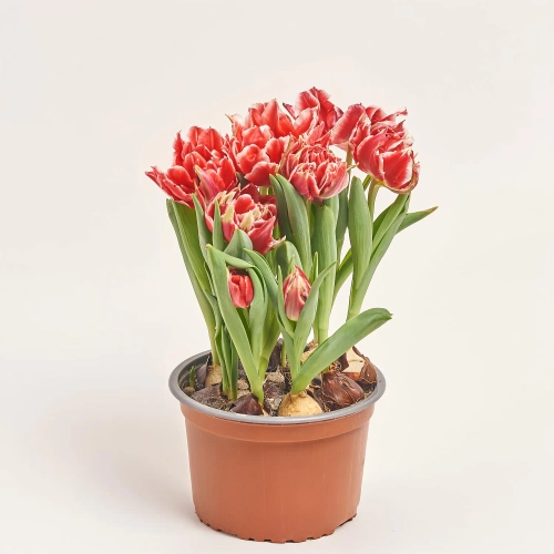 Зображення товару Тюльпан Дабл, артикул: 46658