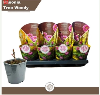 Зображення товару Півонія Суфрутикоза рожева, артикул: 57022