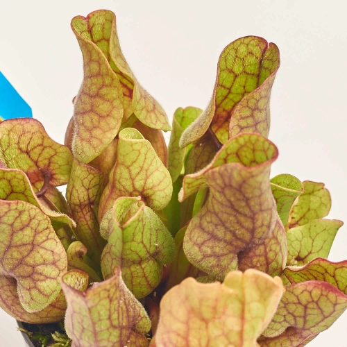 Зображення товару Сет LEGO та Сараценія, артикул: 57038