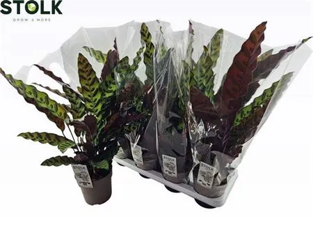 Зображення товару Калатея Ланцифолія, артикул: 54171