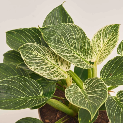 Зображення товару Філодендрон Біркін, артикул: 38845