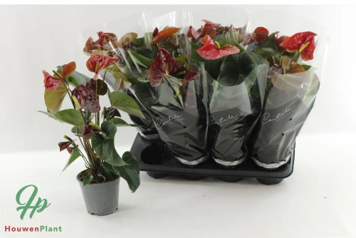 Зображення товару Антуріум Транквілло, артикул: 57140