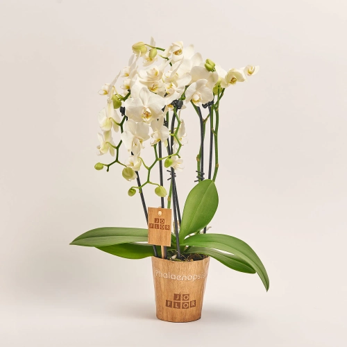 Зображення товару Фаленопсис каскад 3ст. білий, артикул: 52907