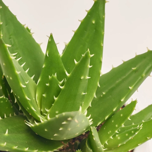 Зображення товару Сукулент мікс, артикул: 5756