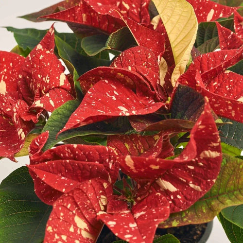 Зображення товару Пуансетія Супер Глітер, артикул: 43718