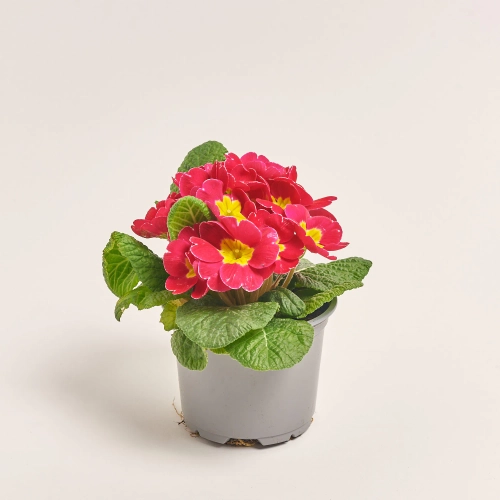 Зображення товару Примула Парадісо мікс, артикул: 56897