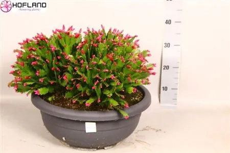 Зображення товару Шлюмбергера Зараіка, артикул: 54596