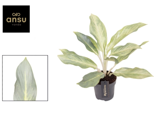 Зображення товару Аглаонема Аква Грін, артикул: 57163