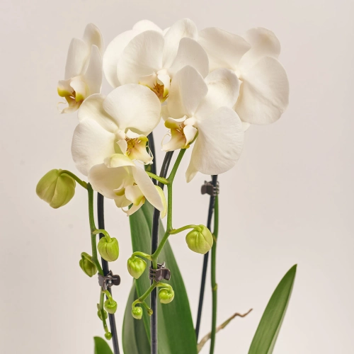 Зображення товару Фаленопсис каскад 2ст. мікс, артикул: 18513