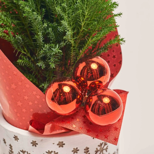 Кипарис Елвуді Декор в кер., артикул: 32113 Зображення товару Кипарис Елвуді Декор в кер., артикул: 32113