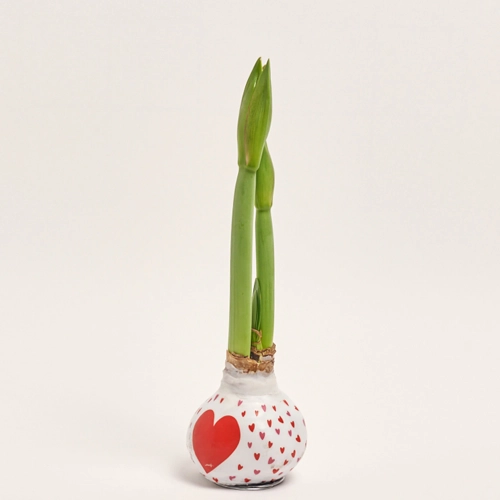 Зображення товару Амариліс у воску серце, артикул: 45320