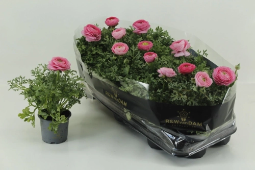 Ранункулус рожевий, артикул: 56726 Зображення товару Ранункулус рожевий, артикул: 56726