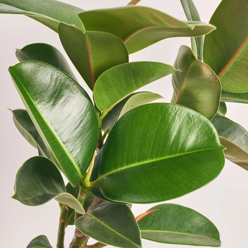 Фікус ел Хлоя 1ст., артикул: 46632 Зображення товару Фікус ел Хлоя 1ст., артикул: 46632