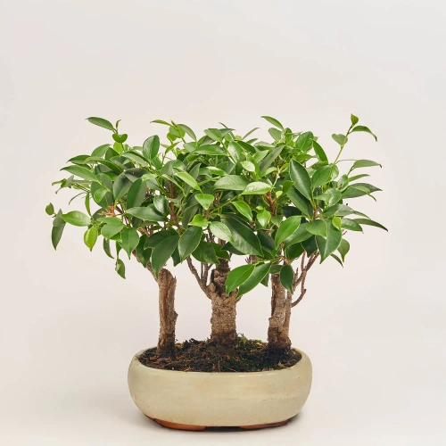 Бонсай в кер., артикул: 30212 Зображення товару Бонсай в кер., артикул: 30212