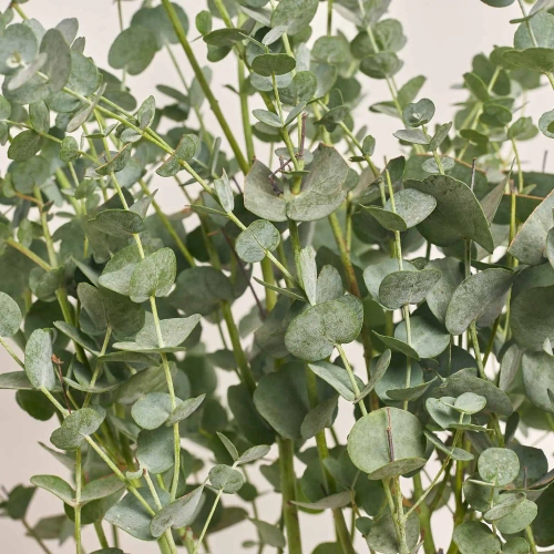 Зображення товару Евкаліпт Гунні Азура, артикул: 53455