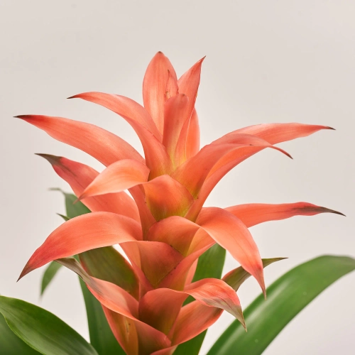 Гузманія Меліса в кер., артикул: 53457 Зображення товару Гузманія Меліса в кер., артикул: 53457