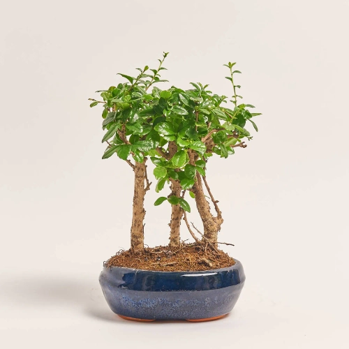 Бонсай в кераміці, артикул: 1330 Зображення товару Бонсай в кераміці, артикул: 1330