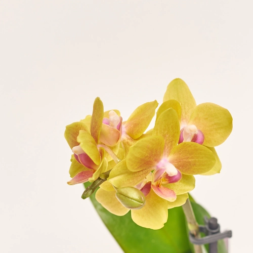 Зображення товару Фаленопсис міні мікс в кер. 2ст., артикул: 1322
