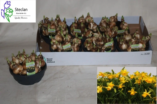 Нарцис Тет-а-Тет, артикул: 56455 Зображення товару Нарцис Тет-а-Тет, артикул: 56455