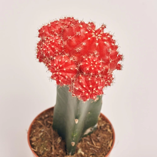 Зображення товару Гімнокаліциум мікс, артикул: 1470