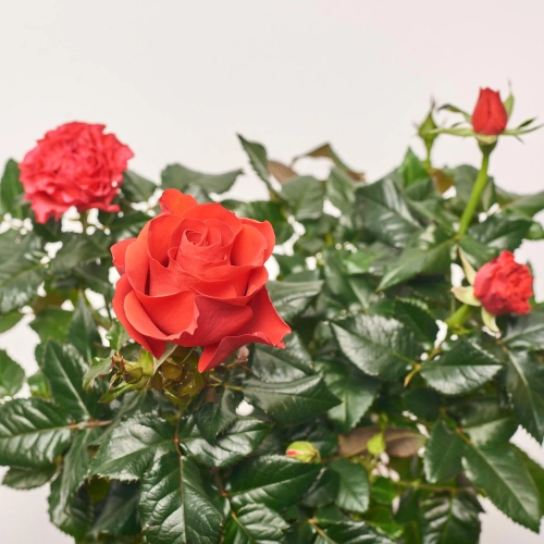 Зображення товару Троянда мікс, артикул: 1293