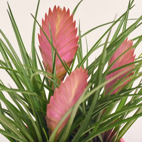 Зображення товару Тілландсія Аніта 3ст. в кер., артикул: 57541