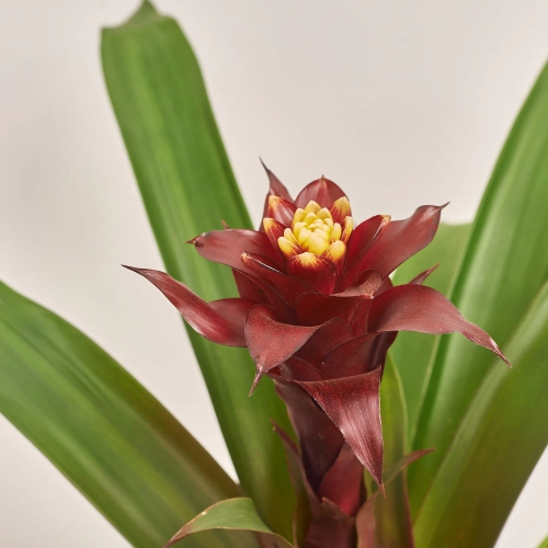 Зображення товару Гузманія Пауліна, артикул: 55220