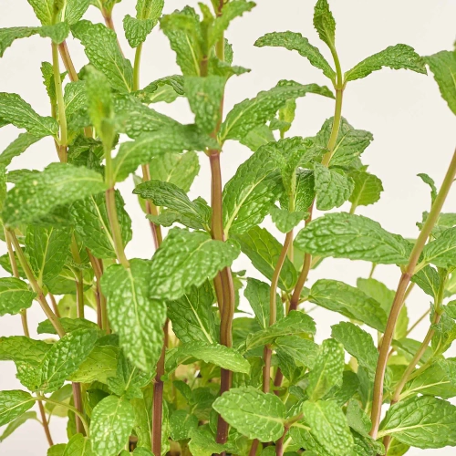 Зображення товару Мікс пряних трав, артикул: 36076