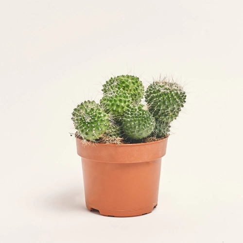 Зображення товару Кактус Бол мікс, артикул: 53324