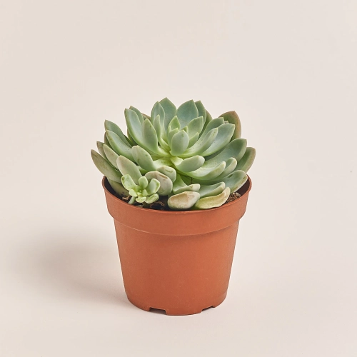 Зображення товару Ехеверія мікс, артикул: 38516