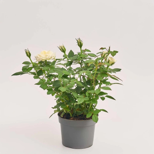 Троянда Кордана Аляска, артикул: 45664 Зображення товару Троянда Кордана Аляска, артикул: 45664