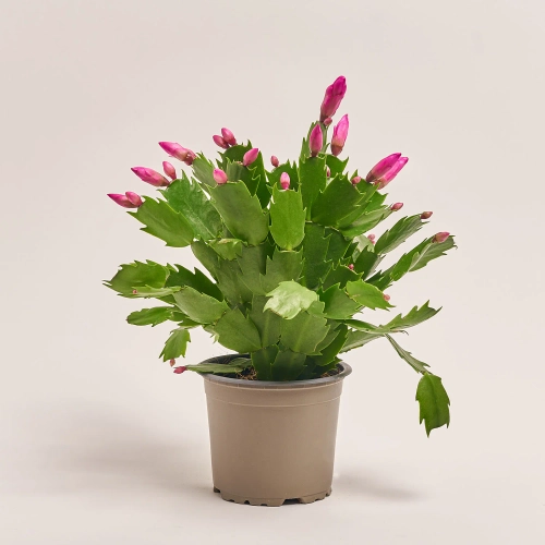 Зображення товару Шлюмбергера рожева, артикул: 42683