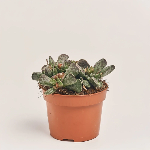 Зображення товару Сукулент мікс, артикул: 2084