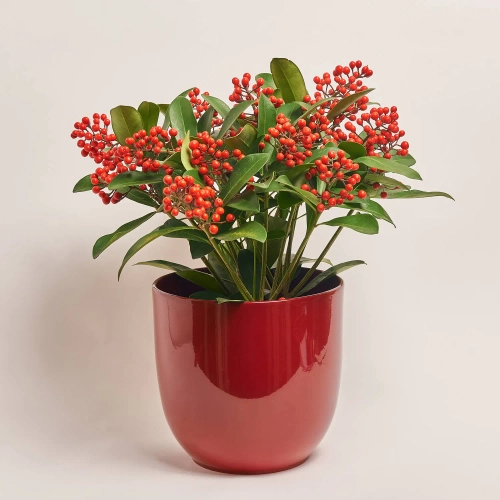 Скімія та Кашпо Сет 343, артикул: 53739 Зображення товару Скімія та Кашпо Сет 343, артикул: 53739